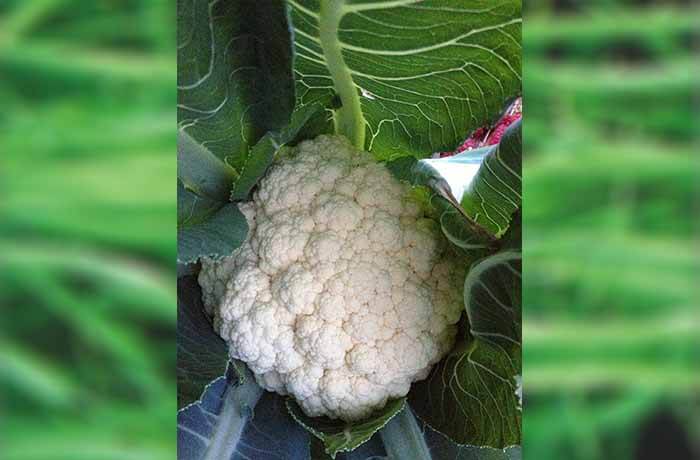 CAULIFLOWER SAMAG FIRST EARLY